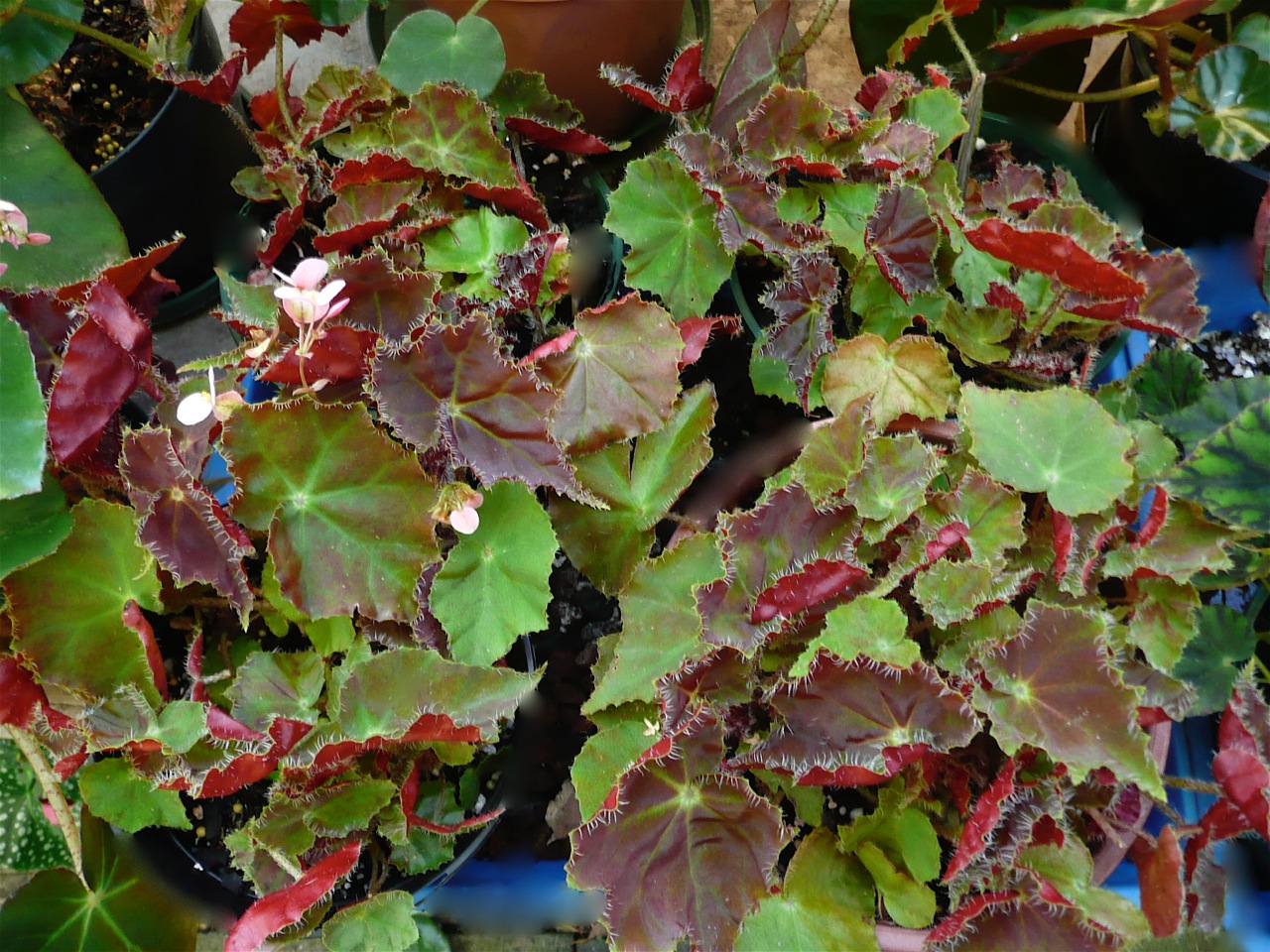 B. ‘Auburn Embers’